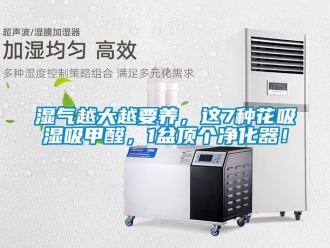 企业新闻湿气越大越要养，这7种花吸湿吸甲醛，1盆顶个净化器！