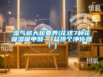 企业新闻湿气越大越要养(花这7种花吸湿吸甲醛，1盆顶个净化器！)
